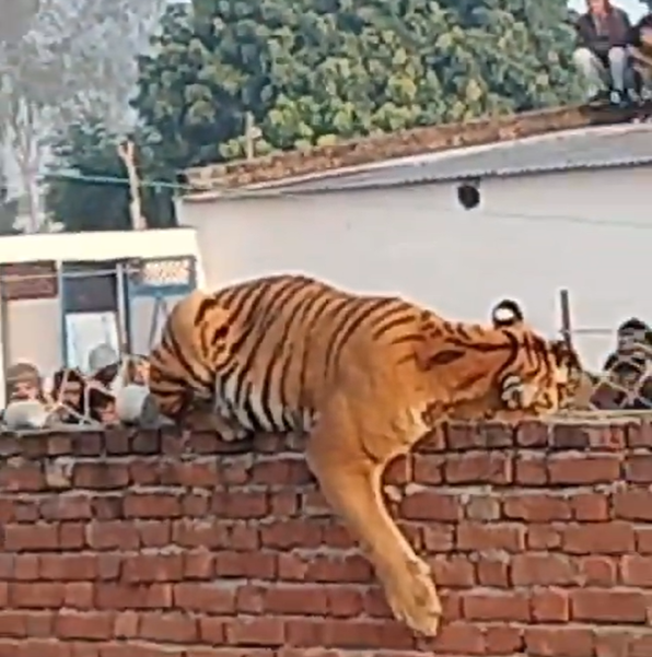 Tiger Spotted Rests on Wall of Gurudwara in Pilibhit, Uttar Pradesh”