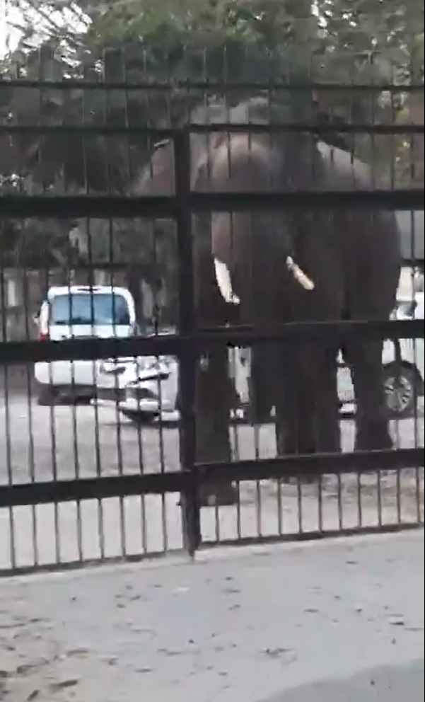 Elephant’s Forcefully Entry Into Haridwar District Court