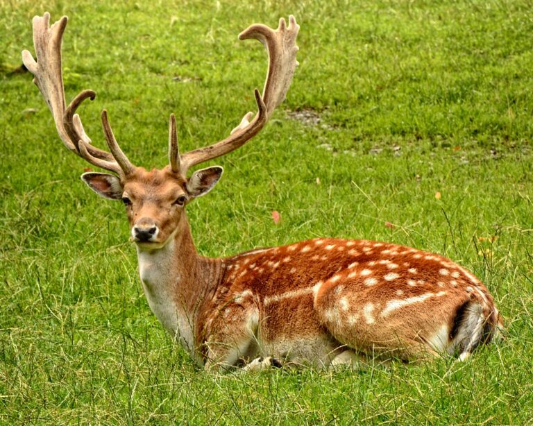 “Scientists Warn of Potential Human Transmission as ‘Zombie Deer Disease’ Surges in the US”