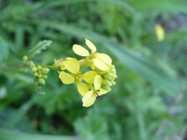 In-Depth Exploration: What are the Benefits of Mustard (Brassica juncea)?