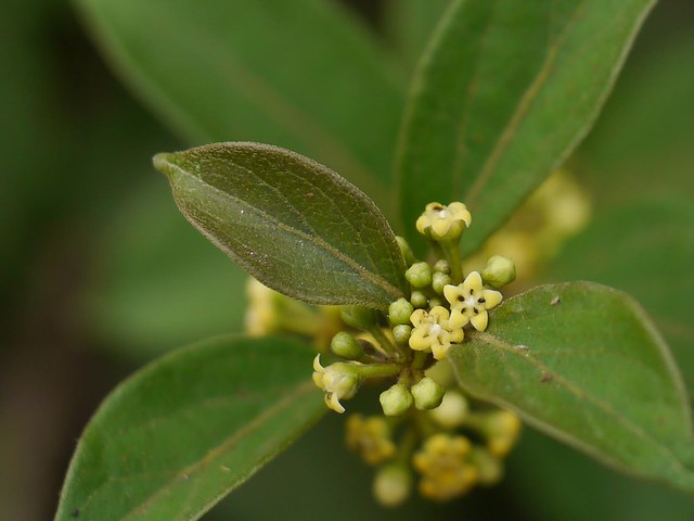 In-Depth Exploration: What are the Benefits of Gymnema (Gymnema sylvestre)?