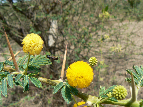 In-Depth Exploration: What are the Benefits of Babool (Acacia nilotica)?