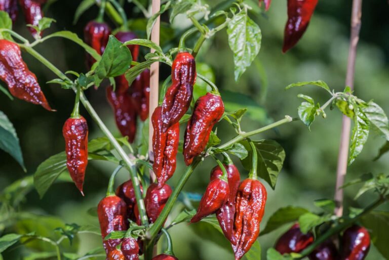 In-Depth Exploration: What are the Benefits of? Bhut Jolokia (Capsicum chinense)