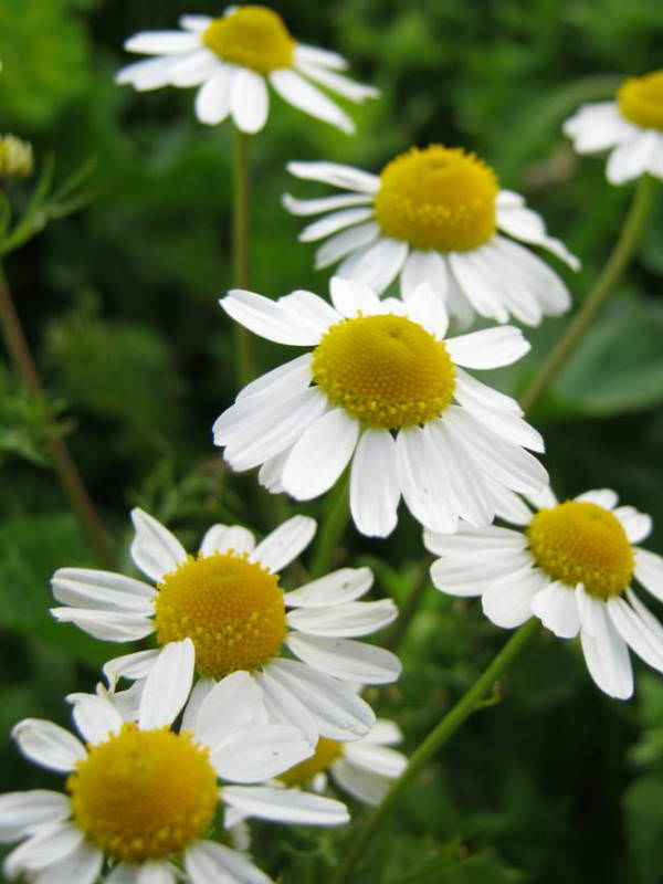 In-Depth Exploration: What are the Benefits of Chamomile (Matricaria chamomilla)?