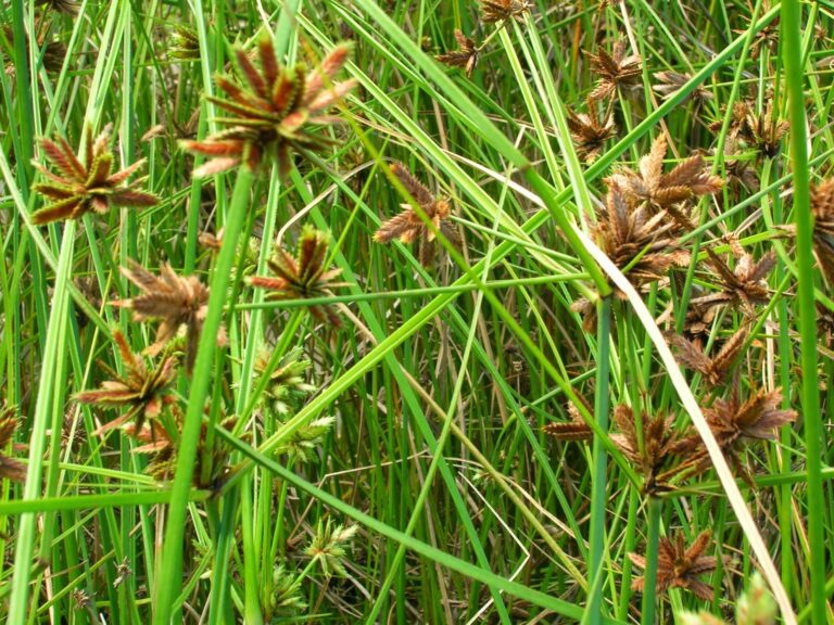 In-Depth Exploration: What are the Benefits of Nagarmotha (Cyperus scariosus) ?