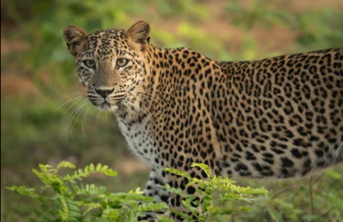 Leopard Rescued in Pune: Female Cat Safely Recovered