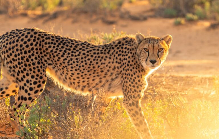 “After Kuno, Cheetahs to Find a Second Home in India. Location Revealed…”