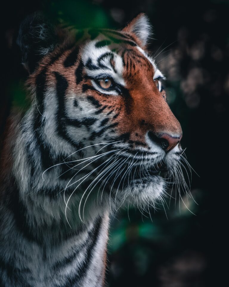 “Tigress Fatally Injured in Telangana Amidst Territorial Clash Among Tigers”.