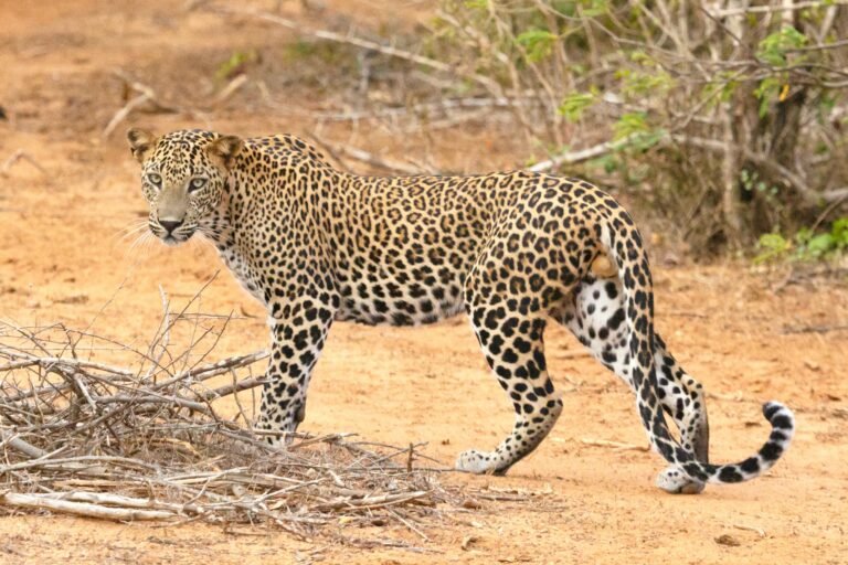 Tragic Demise of Leopard in Pilibhit, Uttar Pradesh, Struck by Vehicle.