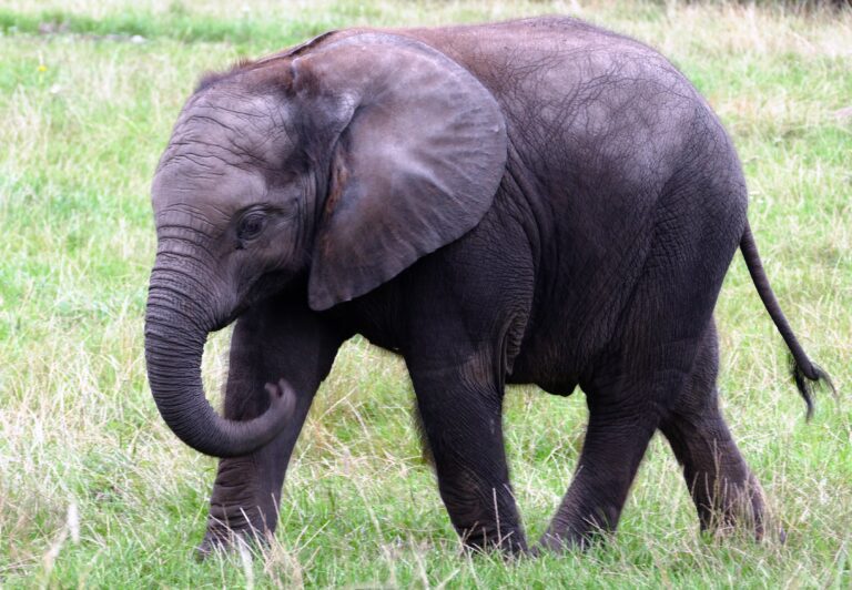 Captivating Viral Video: Delightful Moment as Elephant Playfully Rubs Its Eye, Promising to Brighten Your Day