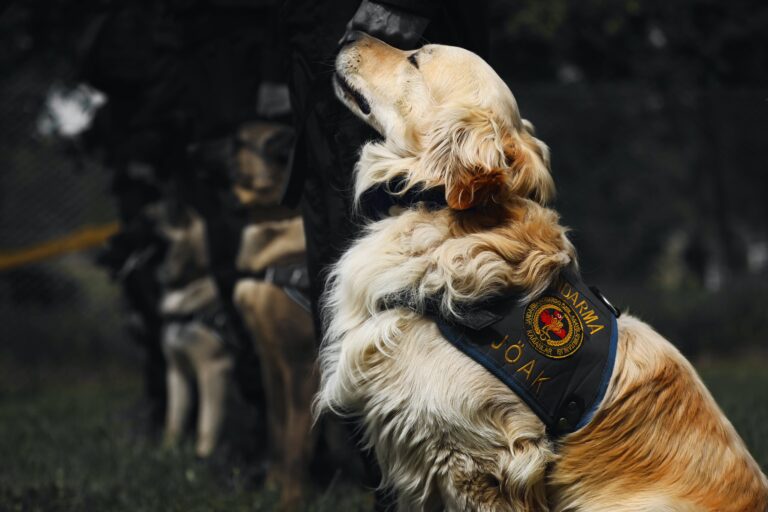 “Watch: Police Dog Helps Rescue Missing Girl Locked in Public Bathroom.”