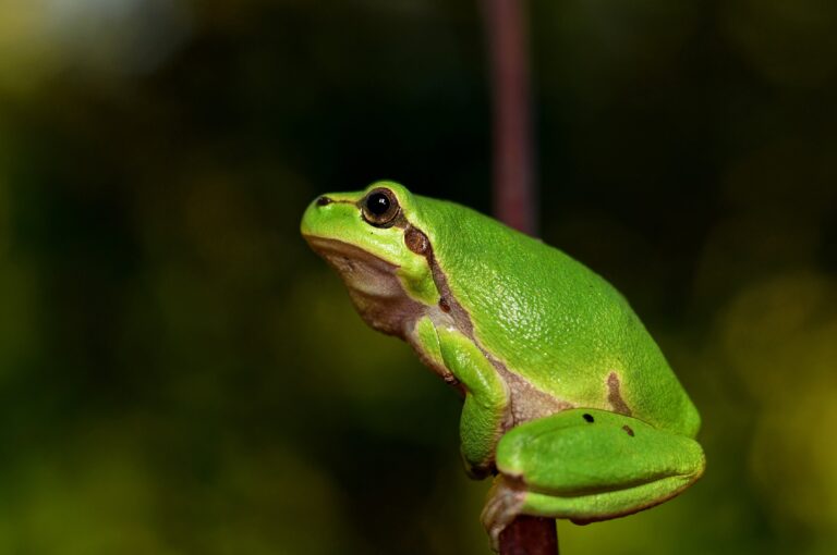 “130 Poisonous Frogs Found Inside Film Containers at Colombia Airport.”