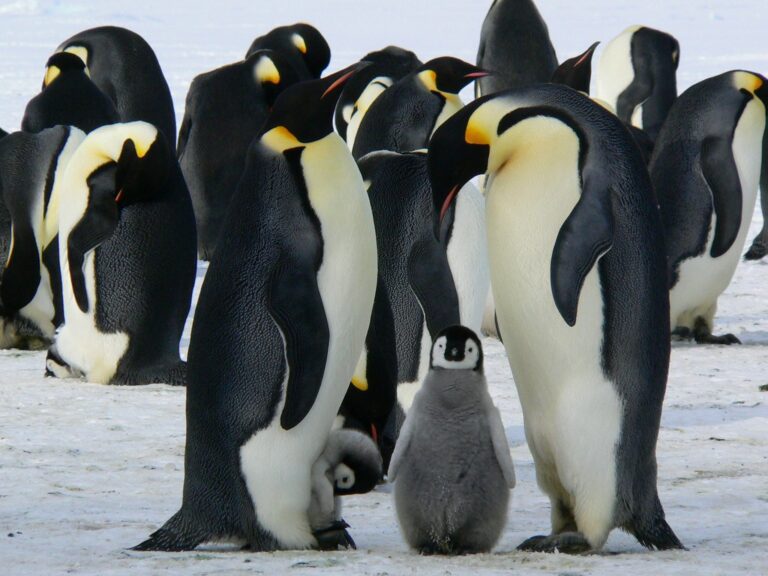 “First Penguins Die in Antarctic of Deadly H5N1 Bird Flu Strain, Experts Raise Alarm.”