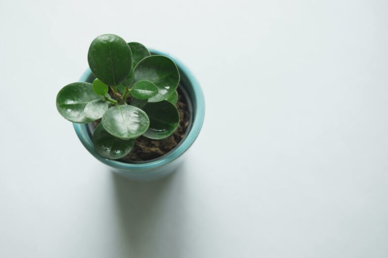 “On Camera: Scientists Capture Plants ‘Talking’ to Each Other for the First Time”