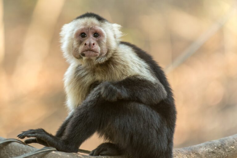 “Monkey Intrudes Ram Temple Sanctum Sanctorum, Devotees Interpret Hanuman Symbolism”