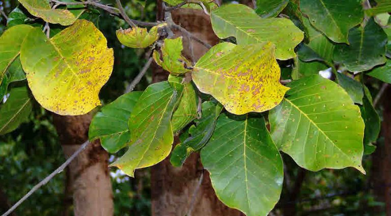 In-Depth Exploration: What are the Benefits of Sal Tree (Shorea robusta)?