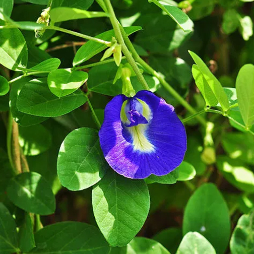 In-Depth Exploration: What are the Benefits of Shankhpushpi (Clitoria ternatea) ?